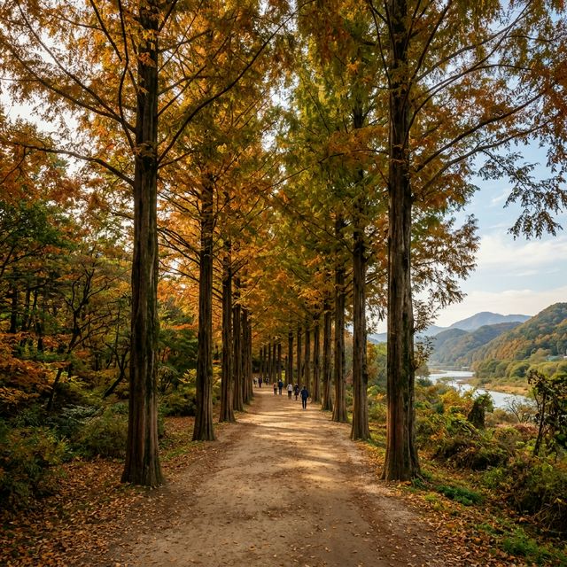 A Photographer’s Guide to Nami Island and Gapyeong
